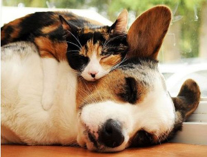cat and dog snuggle