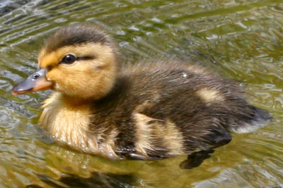 Duckling