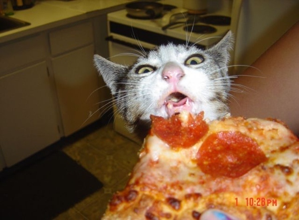 kittehpizza