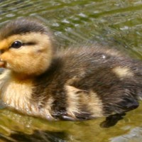 Duckling