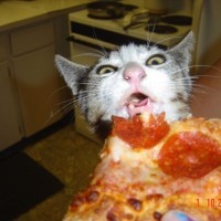 kittehpizza