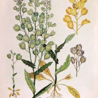 pennycress-drawing1
