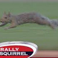 squirrel