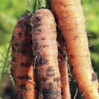 carrots