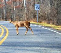 deer in road