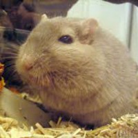 obese hamster