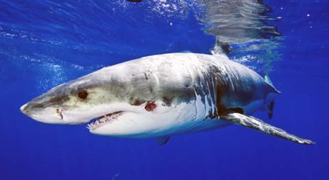 shark