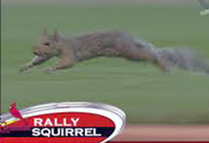 squirrel