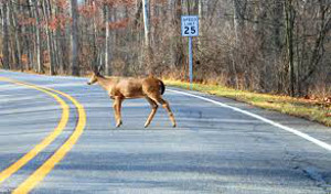 deer in road