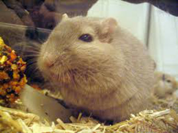 obese hamster